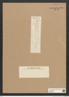 Diatomeae indet. Zeichnungen Sammlung Grunow Nr. 6069 (NHMW-BOT-W0374583)